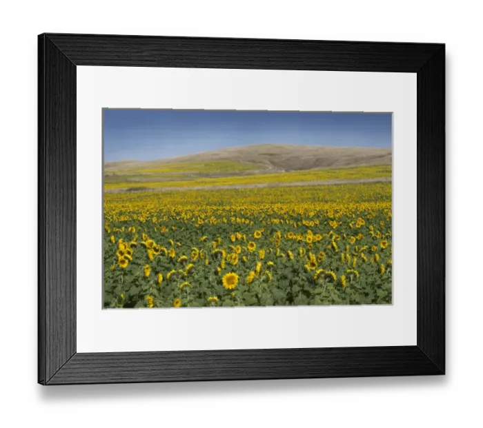 Framed Print : Field of sunflowers in rural Nebraska. Sunflowers are used to produce vegetable oil Framed Print : Field of sunflowers in rural Nebraska. Sunflowers are used to produce vegetable oil