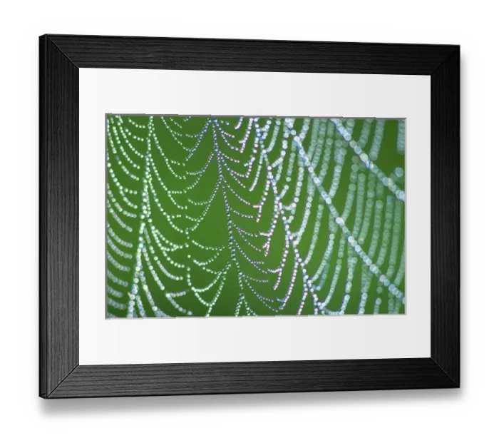 Framed Print : Dewdrops on Spiderweb, Smoky Mts. NP, TN, USA Framed Print : Dewdrops on Spiderweb, Smoky Mts. NP, TN, USA