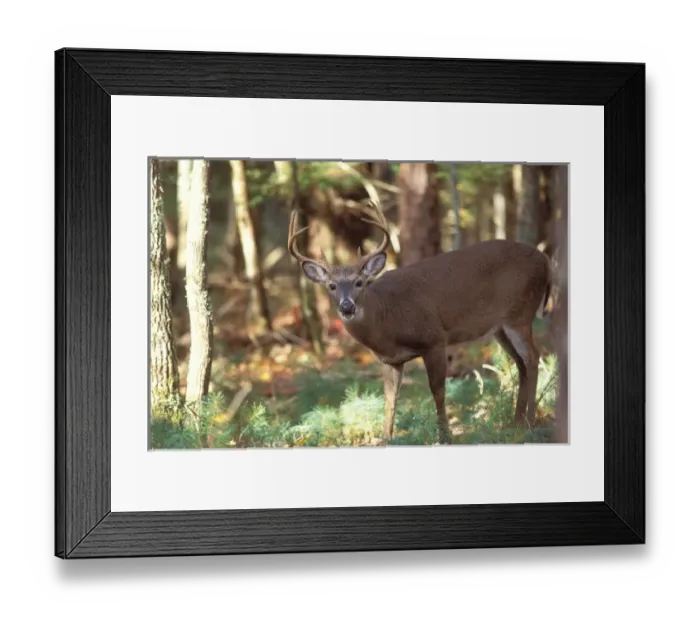 Framed Print : white-tailed deer, Odocoileus virgianus, buck in Smokey Mountain National Park, Tennessee Framed Print : white-tailed deer, Odocoileus virgianus, buck in Smokey Mountain National Park, Tennessee