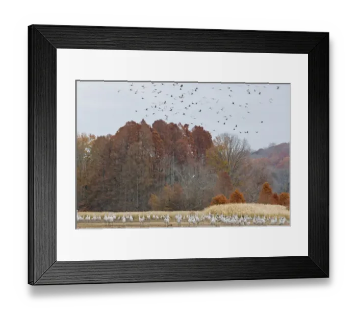 Framed Print : USA, TN, Hiwassee Wildlife Refuge. As many as 15, 000 Sandhill Cranes (Grus canadensis)
