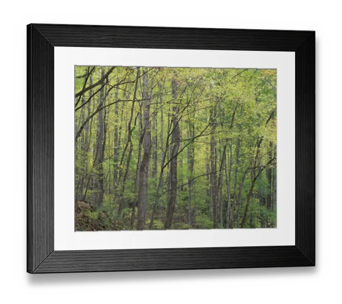Framed Print : N. A. USA, Tennessee. Great Smokey Mountains National Park. Autumn foliage and trees Framed Print : N. A. USA, Tennessee. Great Smokey Mountains National Park. Autumn foliage and trees
