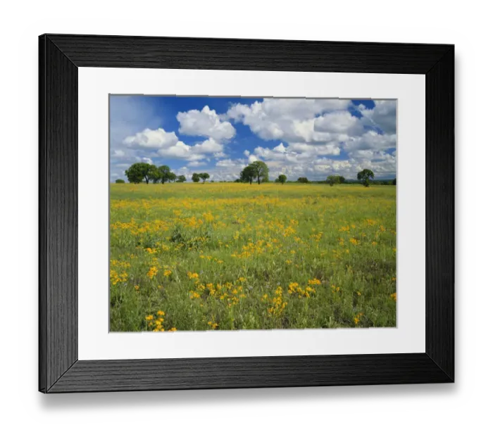 Framed Print : Texas, Texas Hill Country, Field of flowers and trees with cloudy sky Framed Print : Texas, Texas Hill Country, Field of flowers and trees with cloudy sky