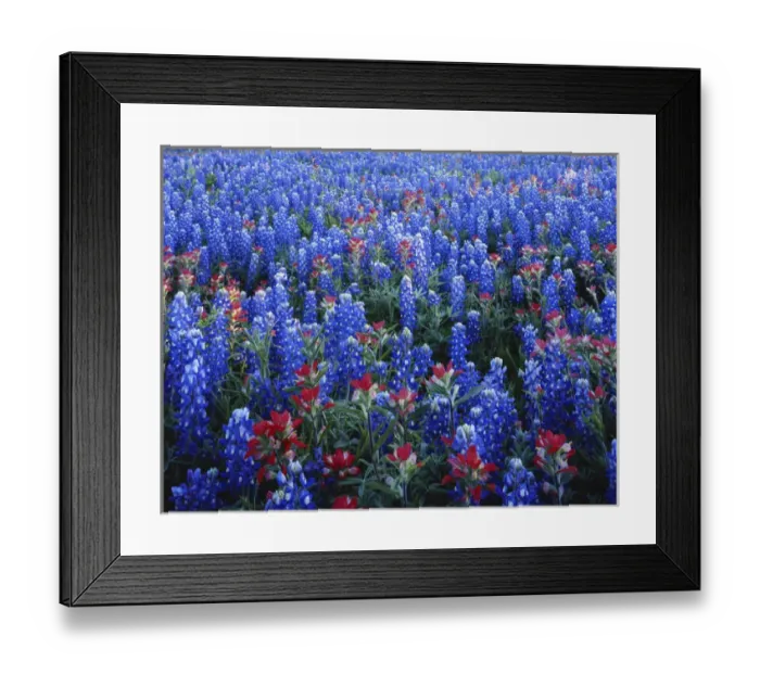 Framed Print : Texas, Texas Hill Country, Texas Paintbrush and Bluebonnets flowers growing in field