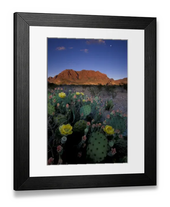 Framed Print : NA, USA, Texas, Big Bend NP Cacti Framed Print : NA, USA, Texas, Big Bend NP Cacti