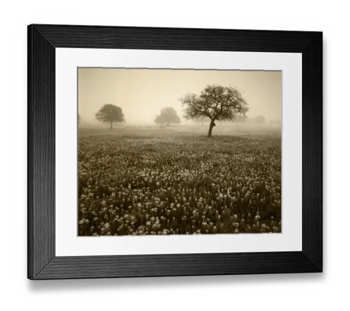 Framed Print : USA, Texas, Hill Country, View of texas paintbrush and bluebonnets flowers at dawn Framed Print : USA, Texas, Hill Country, View of texas paintbrush and bluebonnets flowers at dawn