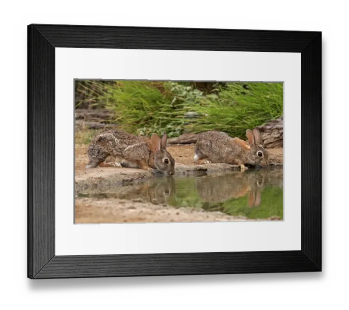 Framed Print : USA, Texas, Starr County. Pair of cottontail rabbits reflect in pond while drinking Framed Print : USA, Texas, Starr County. Pair of cottontail rabbits reflect in pond while drinking