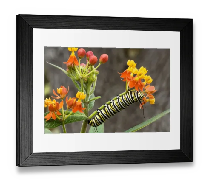 Framed Print : USA, Texas, Hill Country. Close-up of monarch butterfly caterpillar crawling on flower stalk Framed Print : USA, Texas, Hill Country. Close-up of monarch butterfly caterpillar crawling on flower stalk