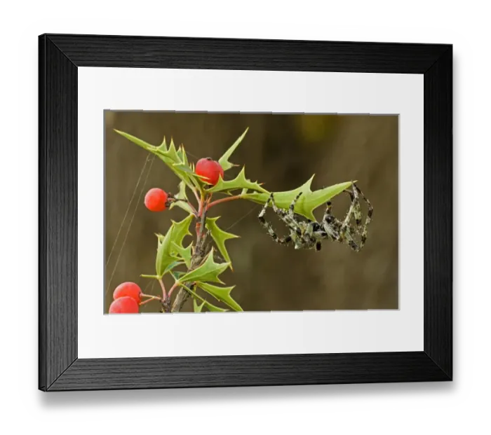 Framed Print : USA, Texas, Rio Grande Valley, McAllen. Humpback orbweaver spider on plant. Credit as
