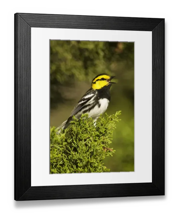 Framed Print : USA, Texas, Hill Country, Mike Murphy Ranch. Close-up of endangered golden-cheek