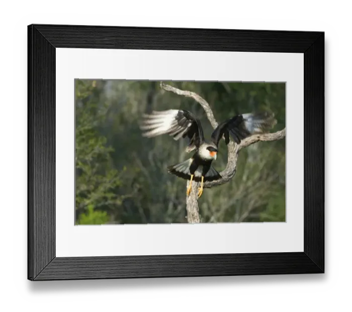 Framed Print : USA, Texas, Rio Grande Valley, Starr County. Crested caracara taking flight. Credit as