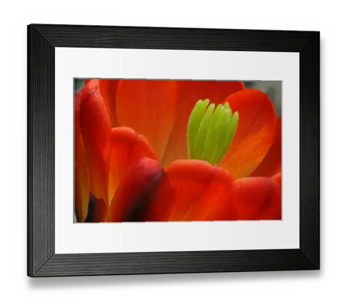 Framed Print : USA, Texas, Kimble County. Detail of claret cup cactus blossom. Credit as: Cathy Framed Print : USA, Texas, Kimble County. Detail of claret cup cactus blossom. Credit as: Cathy
