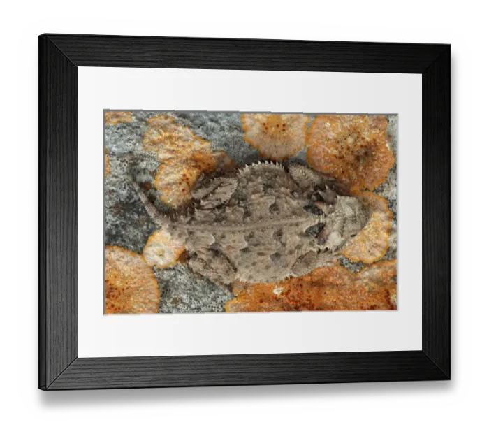 Framed Print : USA, Texas, Kimble County. Texas horned lizard. Credit as: Cathy & Gordon Illg / Framed Print : USA, Texas, Kimble County. Texas horned lizard. Credit as: Cathy & Gordon Illg /