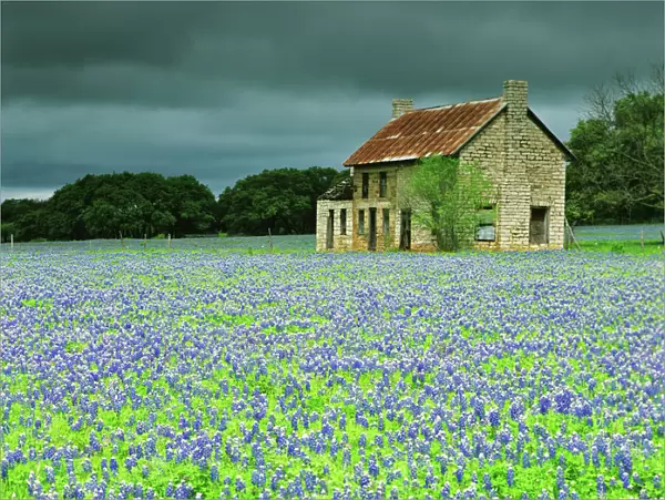 USA, Texas. Bluebonnets surround this abandoned ranch house near Marble Falls. Credit as
