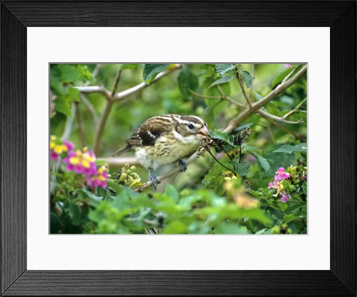 Framed Print : USA, Texas, South Padre Island. Female rose-breasted grosbeak eating lantana berries Framed Print : USA, Texas, South Padre Island. Female rose-breasted grosbeak eating lantana berries