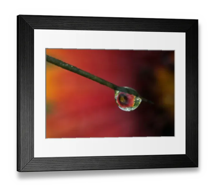 Framed Print : USA, Texas, McMullen County. Indian blanket reflected in water drop on prickly pear cactus spine