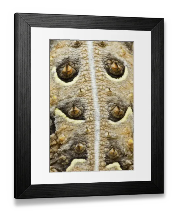 Framed Print : USA, Texas, Rio Grande Valley. Close-up of back of horned lizard. Credit as: Dave Framed Print : USA, Texas, Rio Grande Valley. Close-up of back of horned lizard. Credit as: Dave