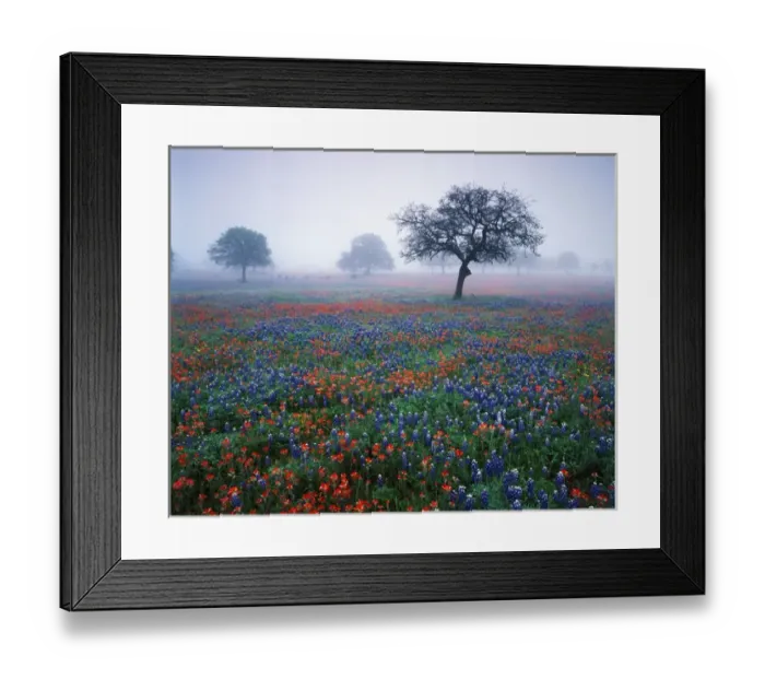Framed Print : USA, Texas, Hill Country, View of texas paintbrush and bluebonnets flowers at dawn
