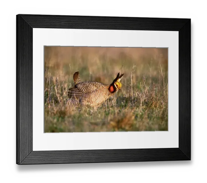 Framed Print : USA, Texas, Canadian. Wild lesser prairie chicken male in mating display on lek. Credit as Framed Print : USA, Texas, Canadian. Wild lesser prairie chicken male in mating display on lek. Credit as