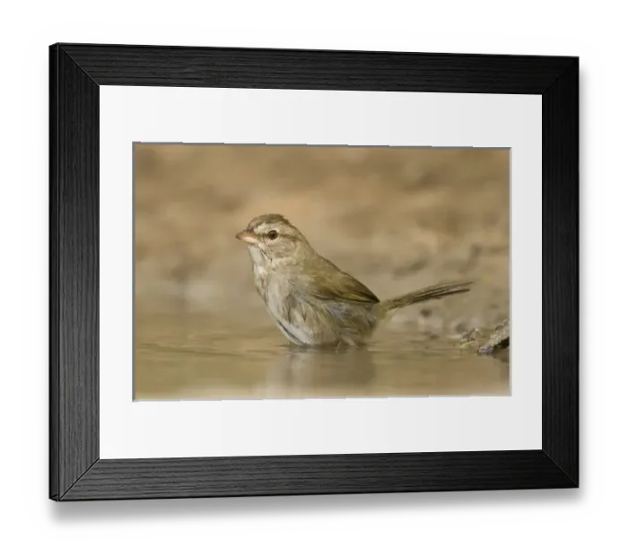 Framed Print : USA, Texas, Starr County. Close-up of adult olive sparrow in pond. Credit as: Dave Framed Print : USA, Texas, Starr County. Close-up of adult olive sparrow in pond. Credit as: Dave