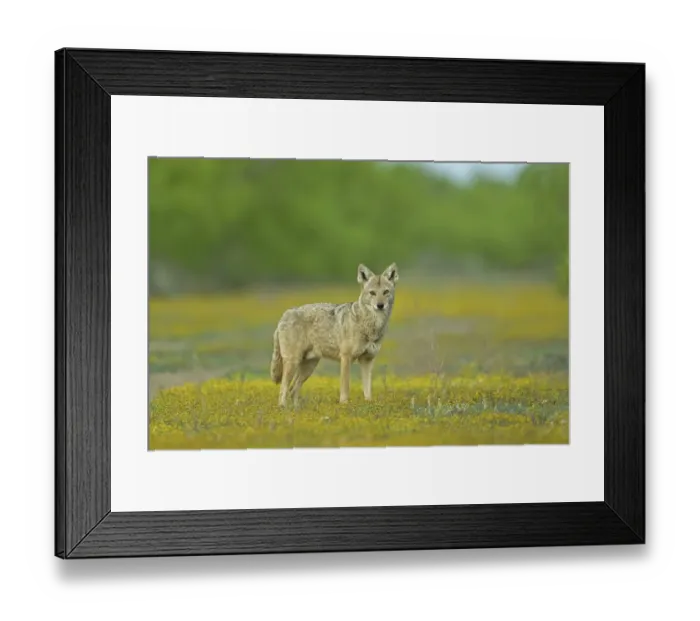 Framed Print : USA, Texas, Maverick County. Lone coyote caught unaware amid wildflowers. Credit as Framed Print : USA, Texas, Maverick County. Lone coyote caught unaware amid wildflowers. Credit as