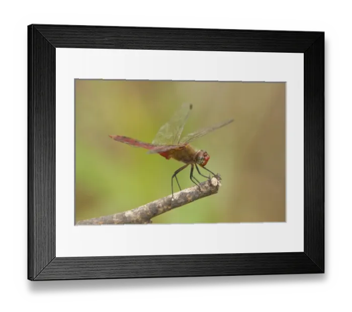 Framed Print : USA, Texas, Bentsen Rio Grande Valley State Park. Male red-tailed pennant dragonfly on limb