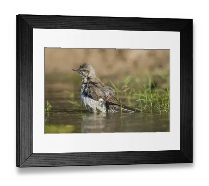 Framed Print : USA, Texas, Starr County. Adult northern mockingbird bathing. Credit as: Dave Welling Framed Print : USA, Texas, Starr County. Adult northern mockingbird bathing. Credit as: Dave Welling