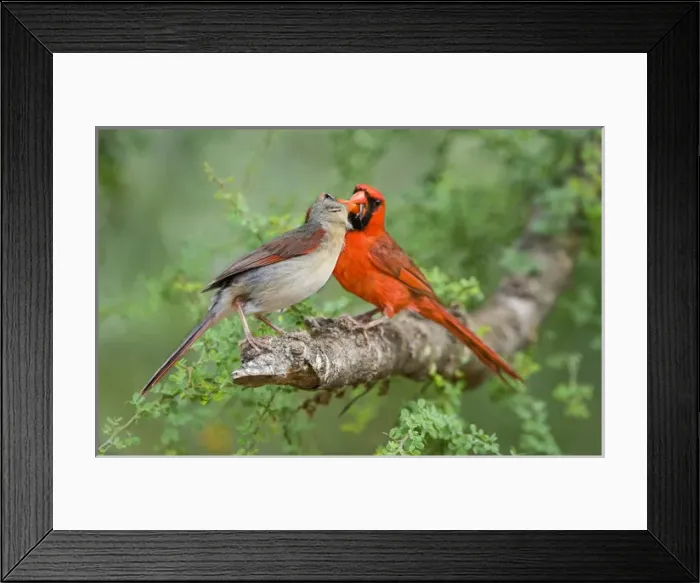 Framed Print : USA, Texas, Rio Grande Valley. Mated pair of northern cardinals exchange food in a breeding display