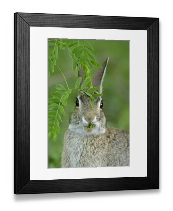 Framed Print : USA, Texas, McMullen County. Eastern cottontail rabbit eating new mesquite leaves Framed Print : USA, Texas, McMullen County. Eastern cottontail rabbit eating new mesquite leaves