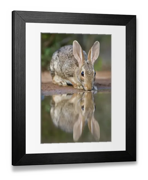 Framed Print : USA, Texas, Rio Grande Valley. Close-up of desert cottontail rabbit drinking at a small pond Framed Print : USA, Texas, Rio Grande Valley. Close-up of desert cottontail rabbit drinking at a small pond