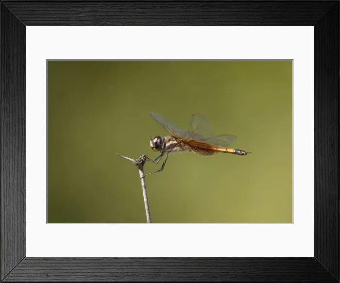 Framed Print : USA, Texas, Austin. Female striped saddlebags dragonfly perches on a dead flower stem Framed Print : USA, Texas, Austin. Female striped saddlebags dragonfly perches on a dead flower stem