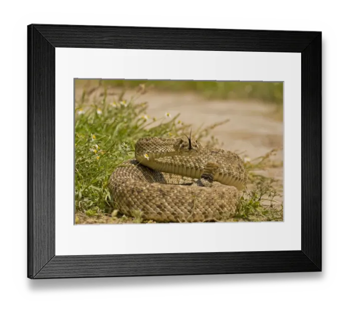 Framed Print : USA, Texas, Hidalgo County. Western diamondback rattlesnake in defensive position Framed Print : USA, Texas, Hidalgo County. Western diamondback rattlesnake in defensive position