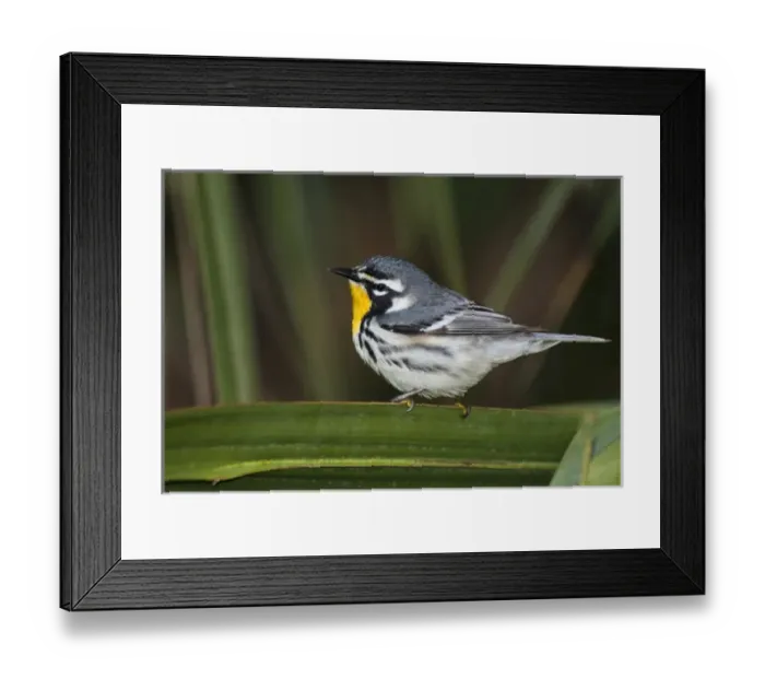 Framed Print : USA, Texas, South Padre Island. Close-up of male yellow-throated warbler perched on palm frond Framed Print : USA, Texas, South Padre Island. Close-up of male yellow-throated warbler perched on palm frond