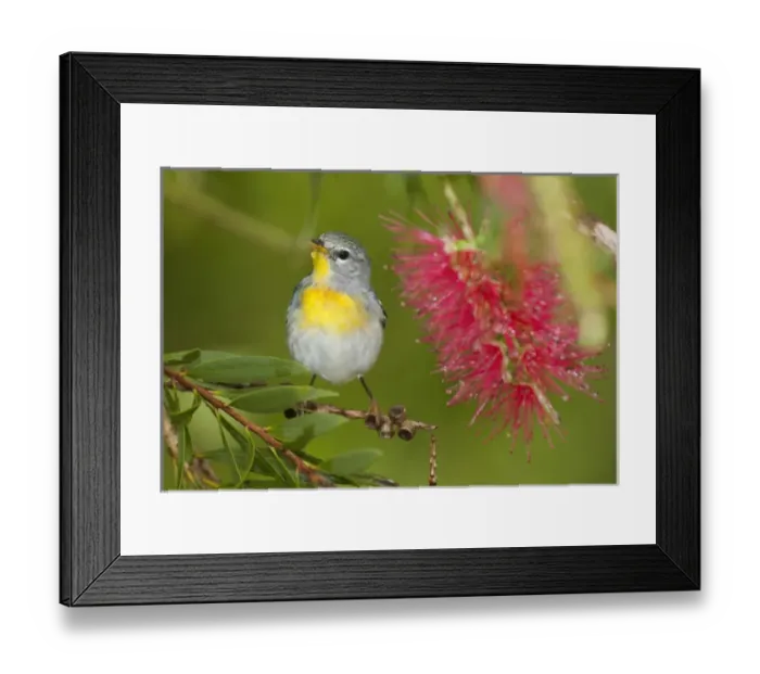 Framed Print : USA, Texas, South Padre Island. Female northern parula or wood warbler perches in Framed Print : USA, Texas, South Padre Island. Female northern parula or wood warbler perches in