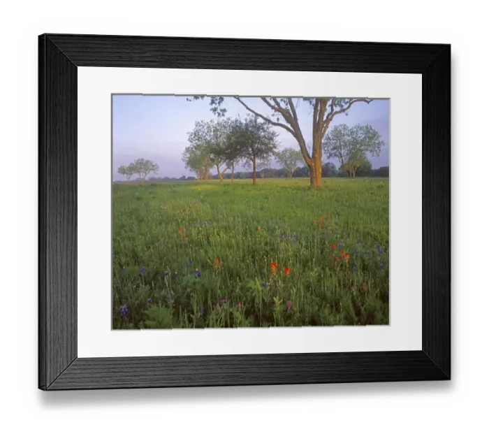 Framed Print : Spring wildflowers at LBJ State Park near Fredricksburg, Texas