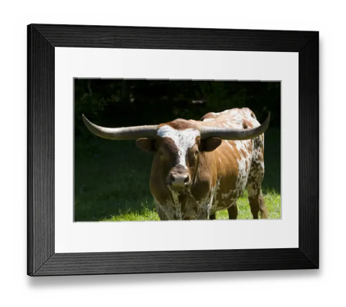 Framed Print : Texas longhorn bull in Washington County, Texas Framed Print : Texas longhorn bull in Washington County, Texas