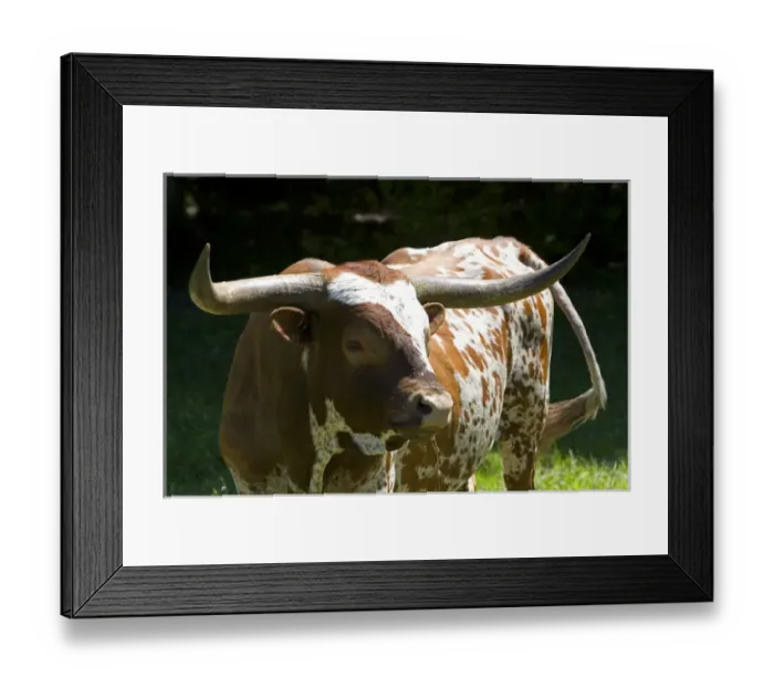 Framed Print : Texas longhorn bull in Washington County, Texas Framed Print : Texas longhorn bull in Washington County, Texas
