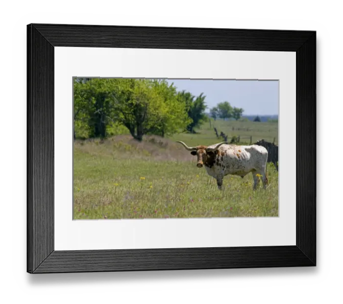 Framed Print : Texas longhorn graze in Washington County, Texas Framed Print : Texas longhorn graze in Washington County, Texas