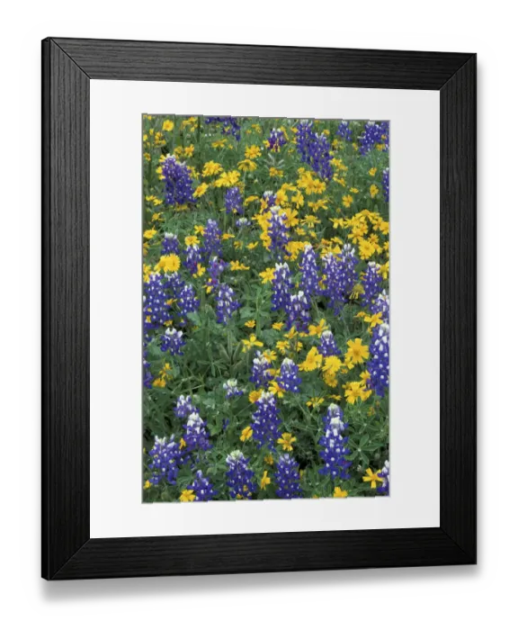 Framed Print : N. A. USA, Texas, Marble Falls Bluebonnets and Greenthread Framed Print : N. A. USA, Texas, Marble Falls Bluebonnets and Greenthread