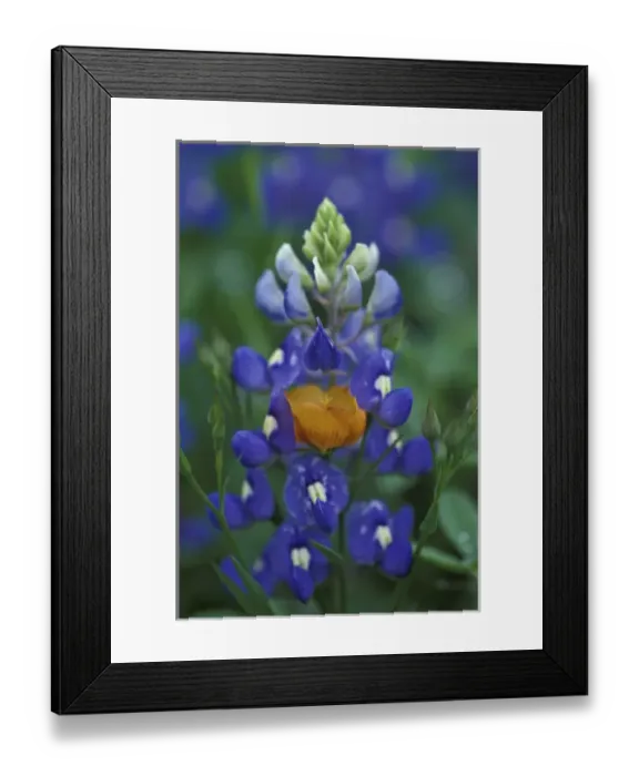 Framed Print : N. A. USA, Texas, Moore Yellow Flax and Bluebonnets Framed Print : N. A. USA, Texas, Moore Yellow Flax and Bluebonnets
