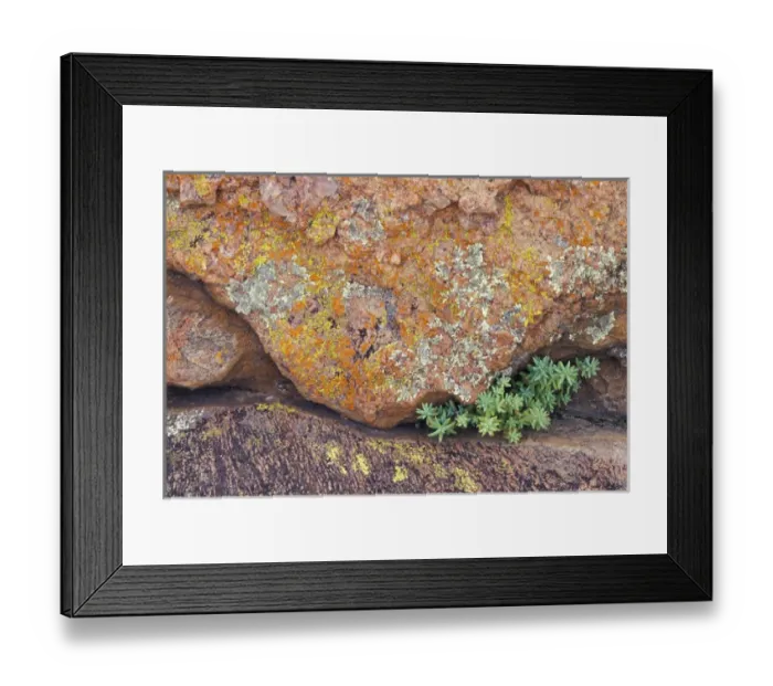 Framed Print : NA, USA, Texas, Hill Country Lichen-covered rock