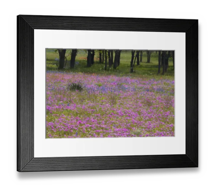 Framed Print : Phlox and Oak Trees in Springtime near Nixon Texas Framed Print : Phlox and Oak Trees in Springtime near Nixon Texas