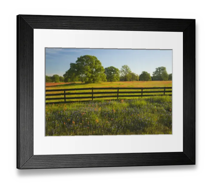 Framed Print : Sprintime Wildflowers of Paint Brush, Blue Bonnets in the Gay Hill area just north Framed Print : Sprintime Wildflowers of Paint Brush, Blue Bonnets in the Gay Hill area just north