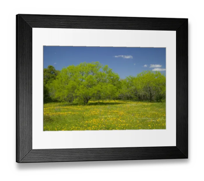 Framed Print : Oak trees and wildflowers springtime bloom near Cuero Texas Framed Print : Oak trees and wildflowers springtime bloom near Cuero Texas