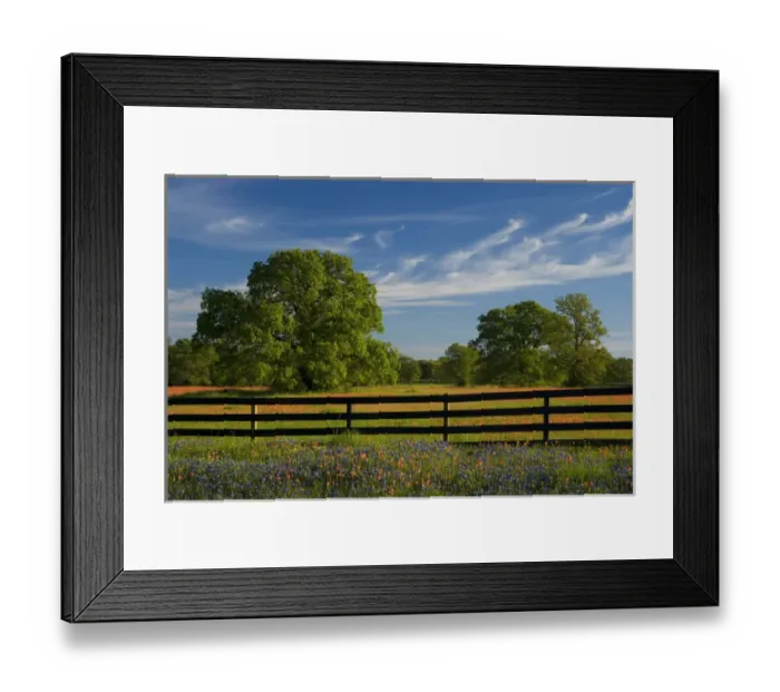 Framed Print : Sprintime Wildflowers of Paint Brush, Blue Bonnets in the Gay Hill area just north Framed Print : Sprintime Wildflowers of Paint Brush, Blue Bonnets in the Gay Hill area just north