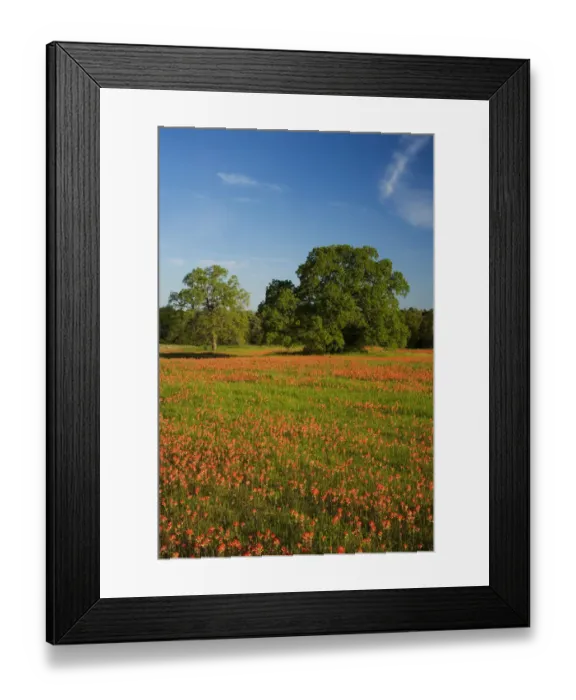 Framed Print : Sprintime Wildflowers of Paint Brush, Blue Bonnets in the Gay Hill area just north Framed Print : Sprintime Wildflowers of Paint Brush, Blue Bonnets in the Gay Hill area just north