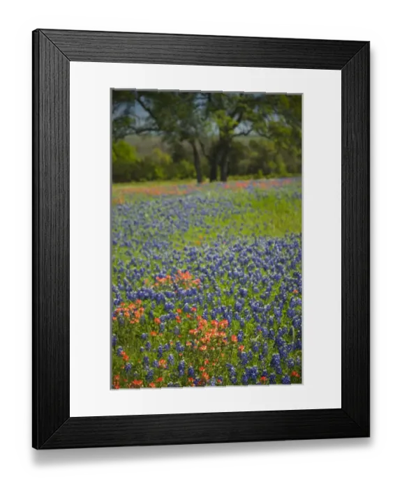 Framed Print : Blue Bonnets and Indian Paint Brush with backdrop of Oak Trees near Independance Texas