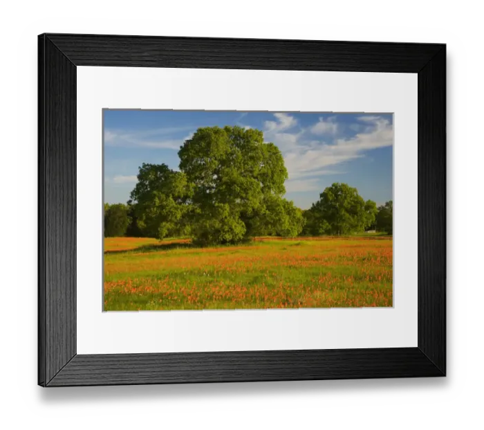 Framed Print : Sprintime Wildflowers of Paint Brush, Blue Bonnets in the Gay Hill area just north Framed Print : Sprintime Wildflowers of Paint Brush, Blue Bonnets in the Gay Hill area just north