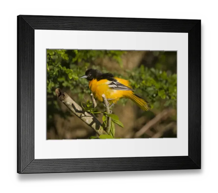 Framed Print : Laguna Madre Nature Trail, South Padre Island, Texas, North America, USA. Baltimore Oriole