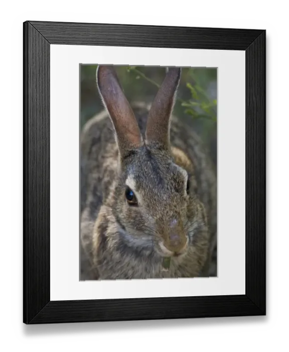 Framed Print : Laguna Atascosa National Wildlife Refuge, Rio Hondo Island, Texas, USA, North America Framed Print : Laguna Atascosa National Wildlife Refuge, Rio Hondo Island, Texas, USA, North America