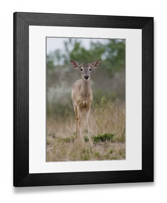 Framed Print : Santa Clara Ranch, Rio Grande Valley, Texas, USA, North America. Buck White-tailed Deer Framed Print : Santa Clara Ranch, Rio Grande Valley, Texas, USA, North America. Buck White-tailed Deer